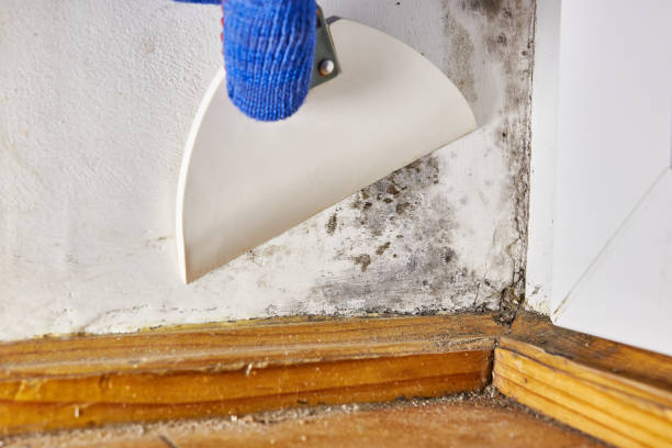 Best Attic Mold Removal  in Montgomery Village, MD